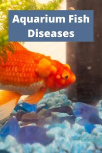 Aquarium and Pond Fish Diseases - Fishbasics