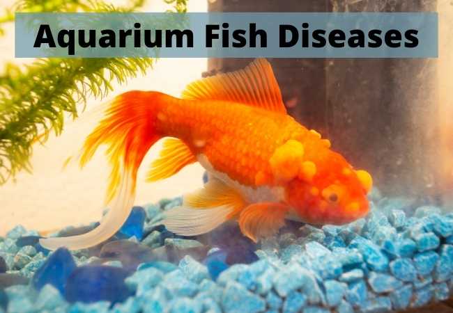Aquarium and Pond Fish Diseases