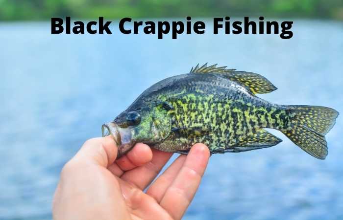 black crappie fish facts