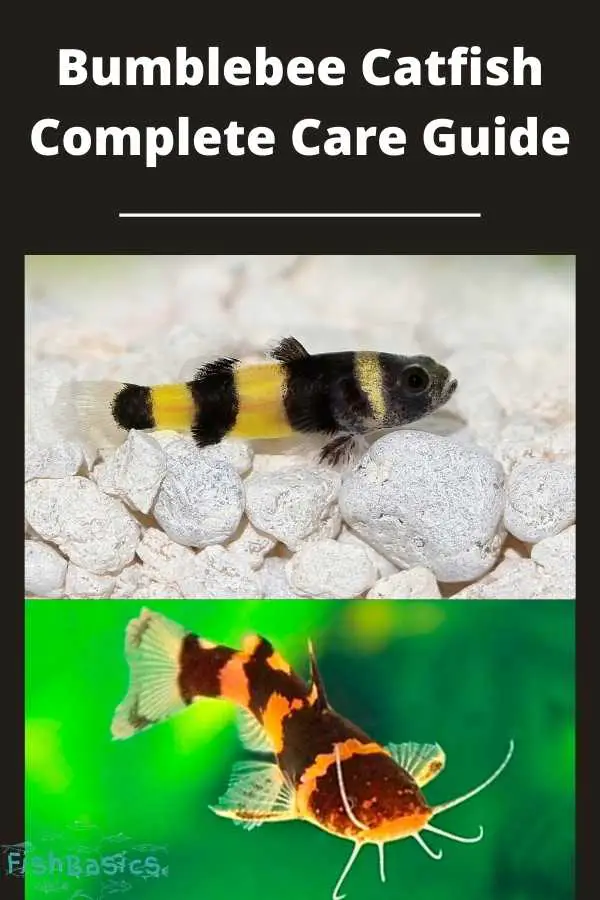 Bumblebee Catfish Complete Care Guide for beginners