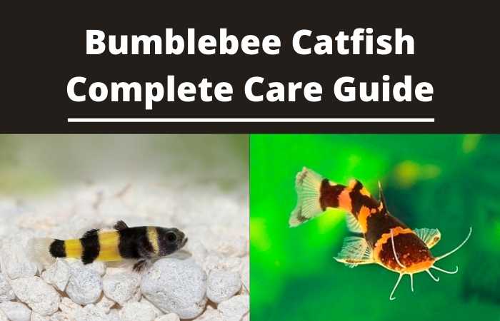 Bumblebee Catfish Complete Care Guide