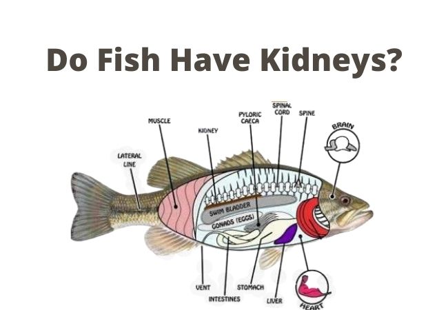 do fish have kidneys