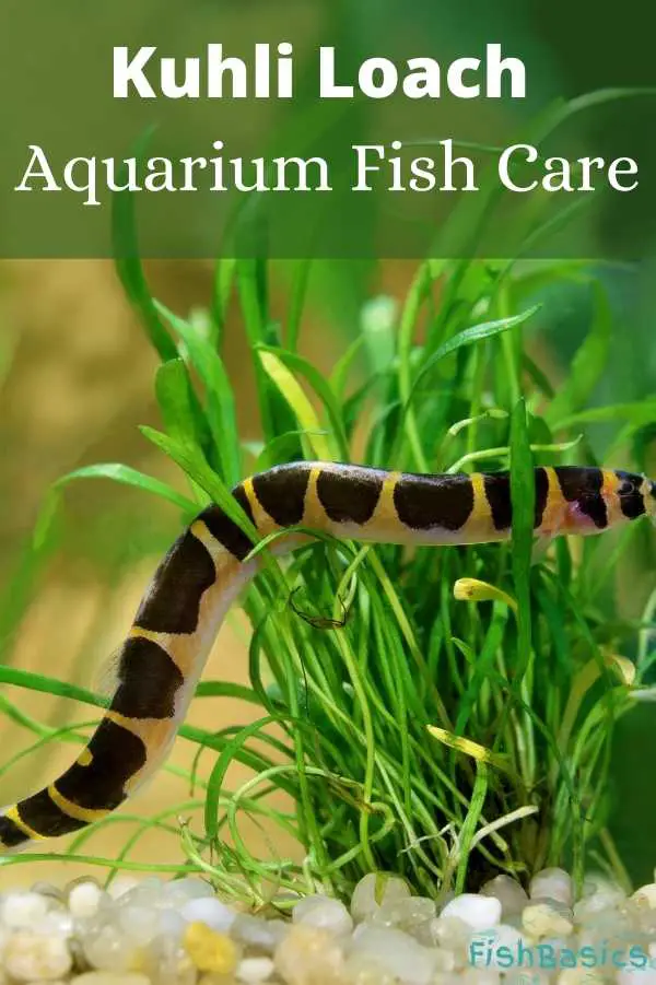 Kuhli Loach Aquarium Fish Care Guide