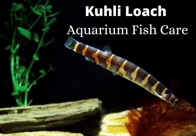 Kuhli Loach Aquarium Fish Care