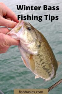 Best Winter Bass Fishing Tips - Fishbasics