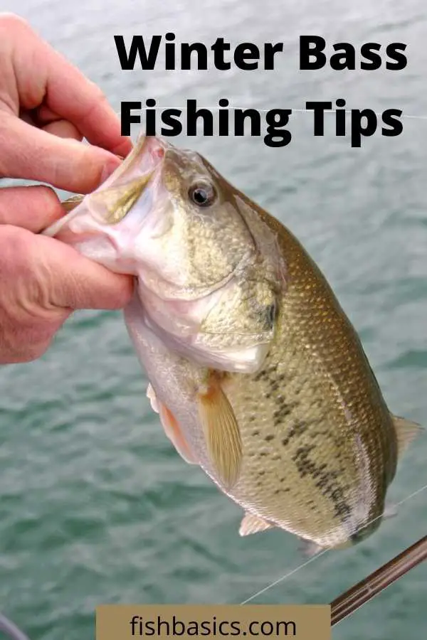 Winter Bass Fishing Tips and lures