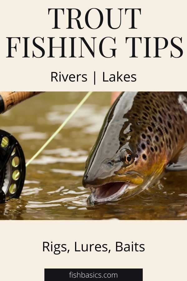Trout Fishing Tips for rigs lures baits