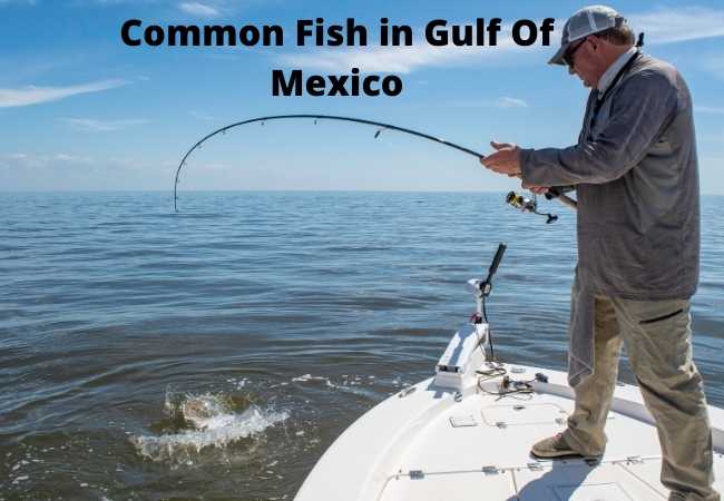 Common Fish In Gulf Of Mexico