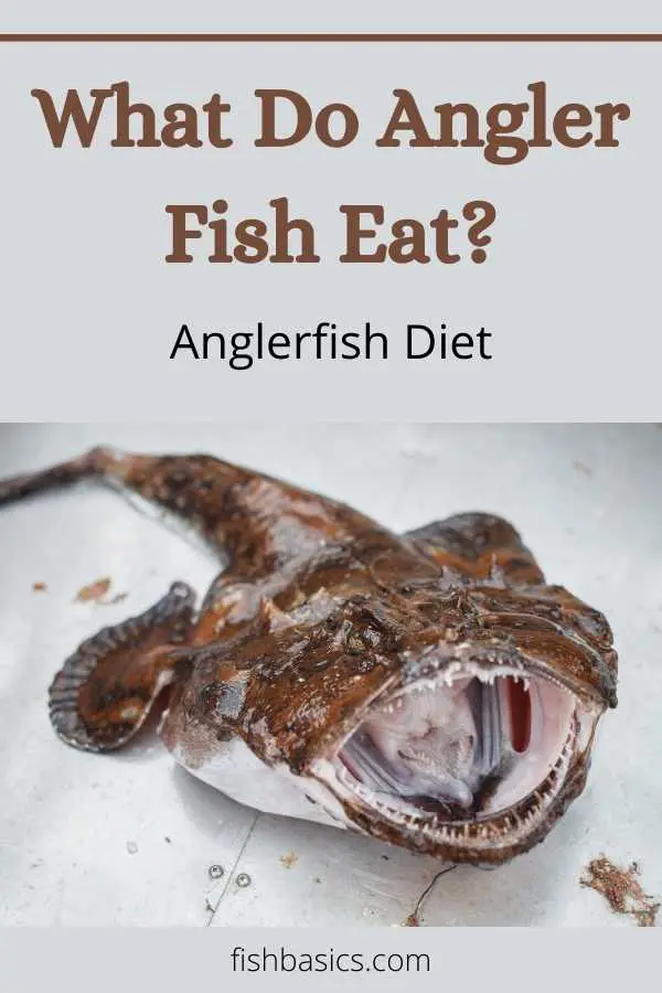 What Do Angler Fish Eat diet