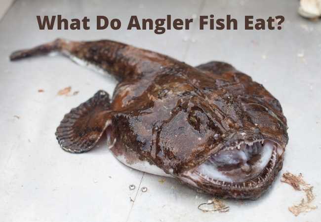 What Do Angler Fish Eat