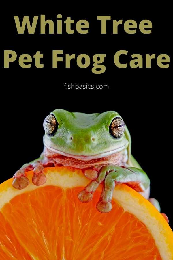White Tree Pet Frogs Care