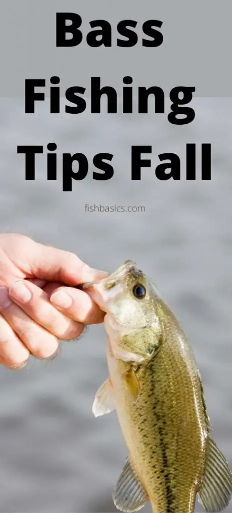 Bass Fishing Tips For Fall and lures