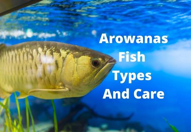 Arowana Fish Types and Care