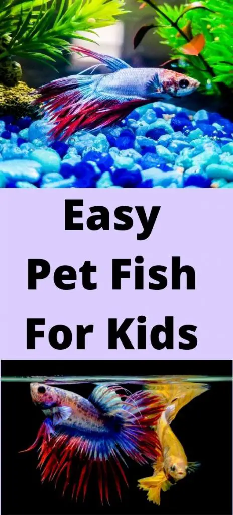 Best Easy Pet Fish For Kids