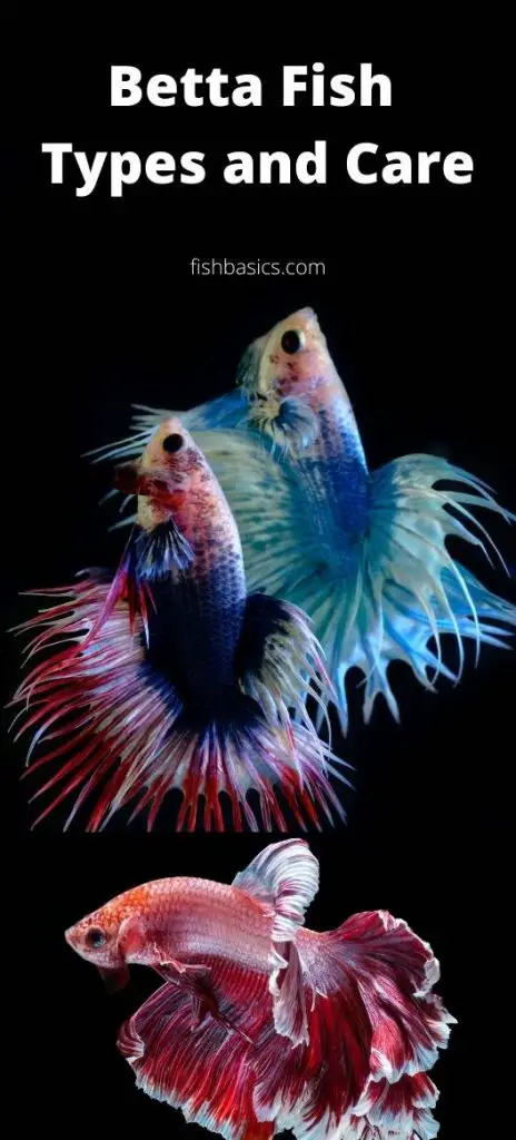 Betta Fish Types and Care guide