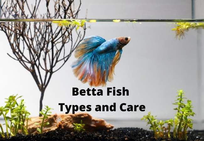 Betta Fish Types and Care Guide