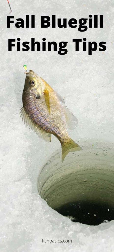 Fall Bluegill Fishing Tips and Rigs