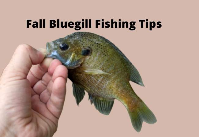 Fall Bluegill Fishing Tips