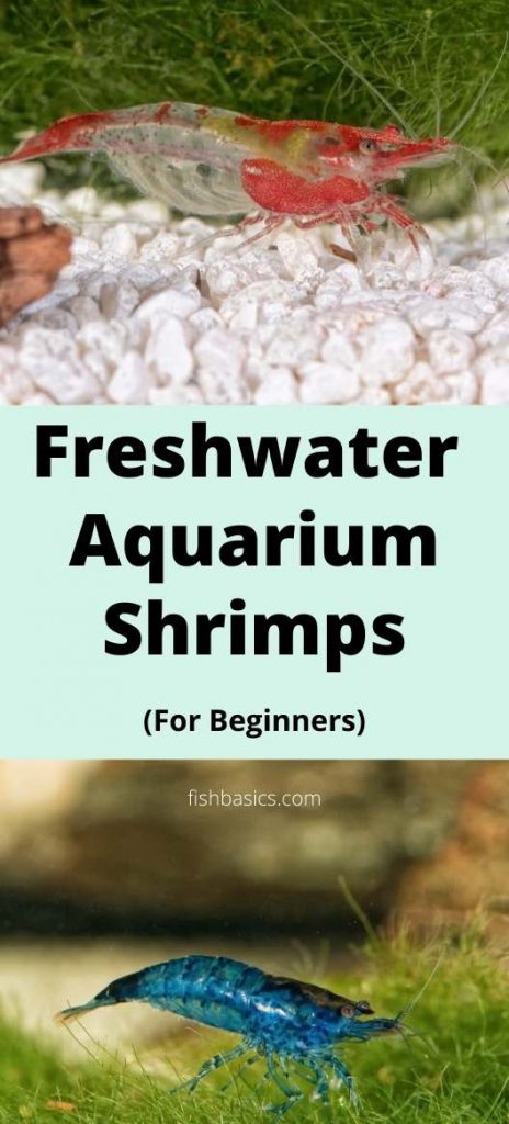 Freshwater Aquarium Shrimps for beginners