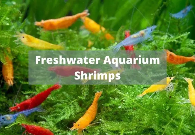 Freshwater Aquarium Shrimps And Care