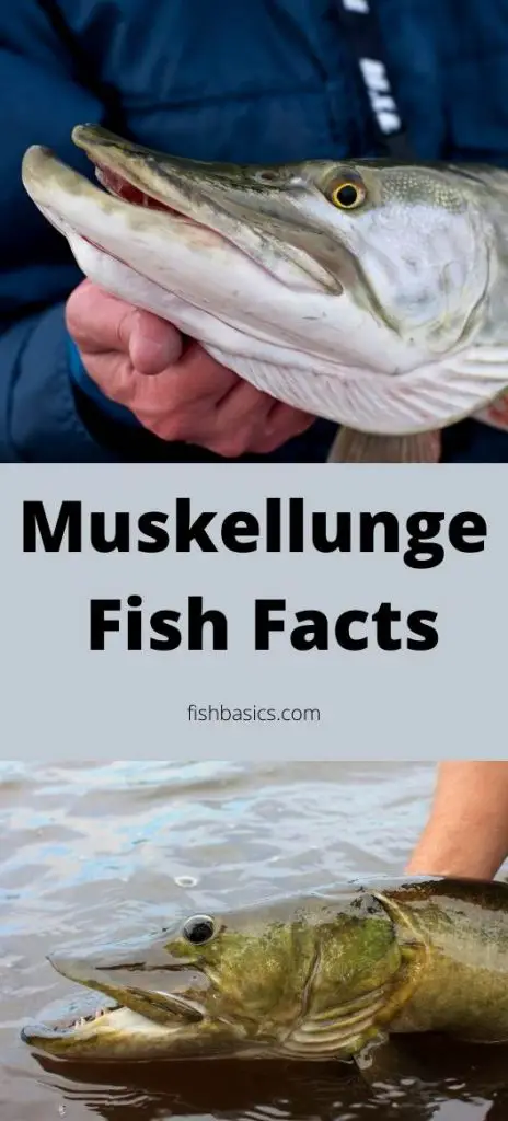 Muskellunge Fish Facts Guide