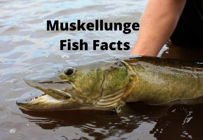 Muskellunge Fish Facts