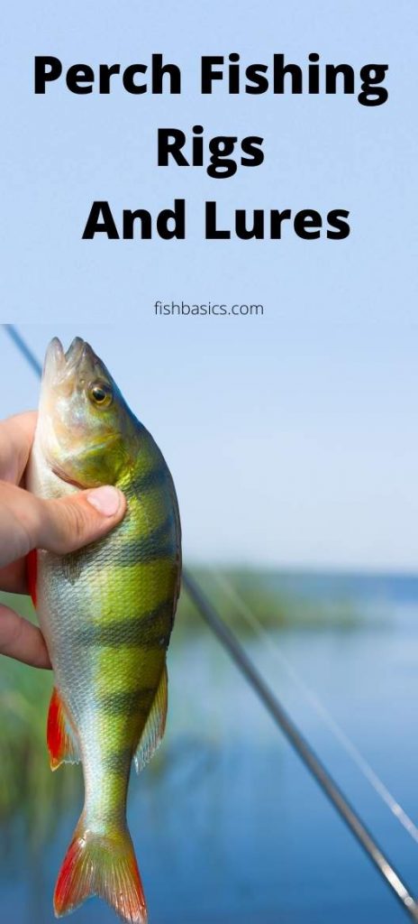 Perch Fishing Rigs And Lures guide