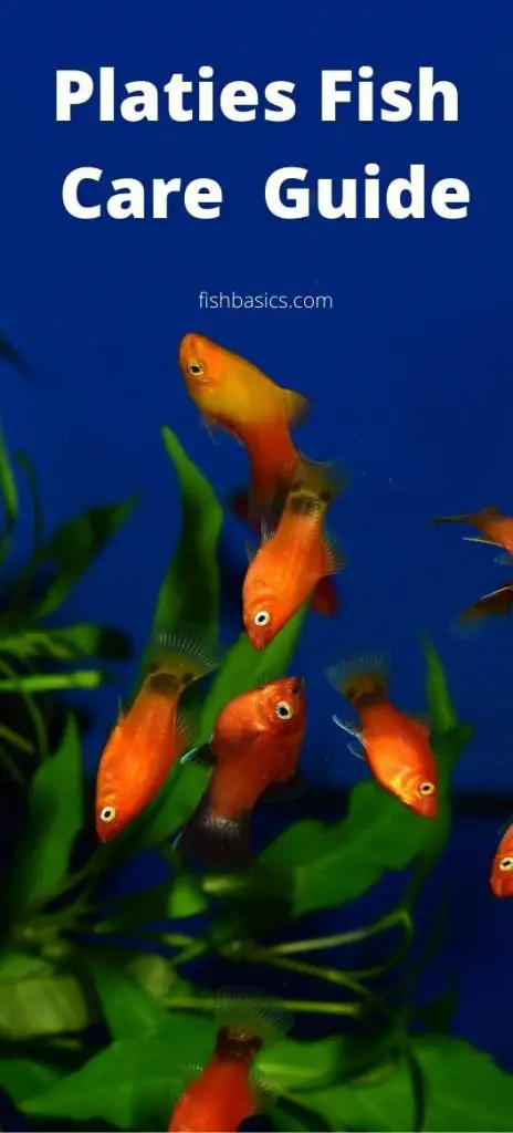 Platies Fish Care