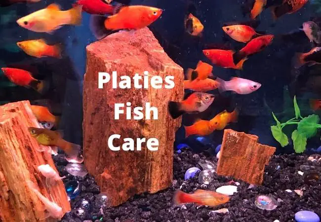 Platies Fish Care Guide