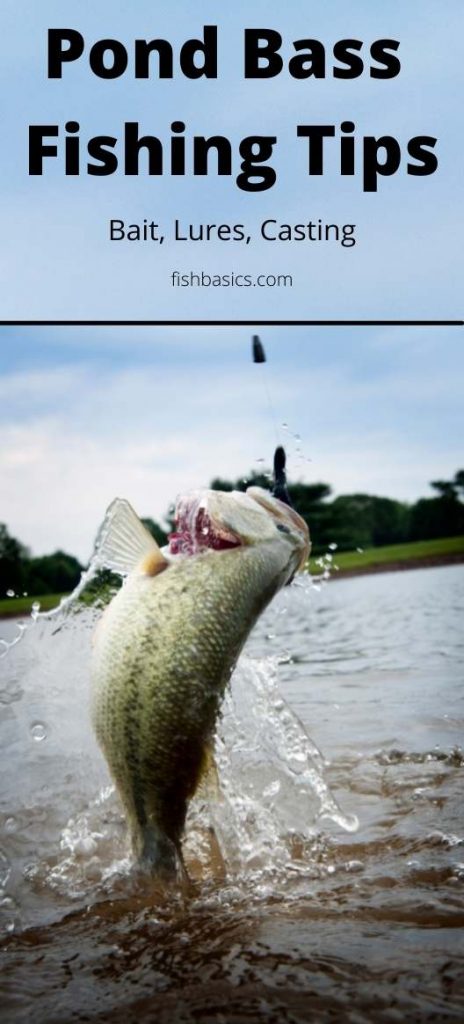 Pond Bass Fishing Tips baits