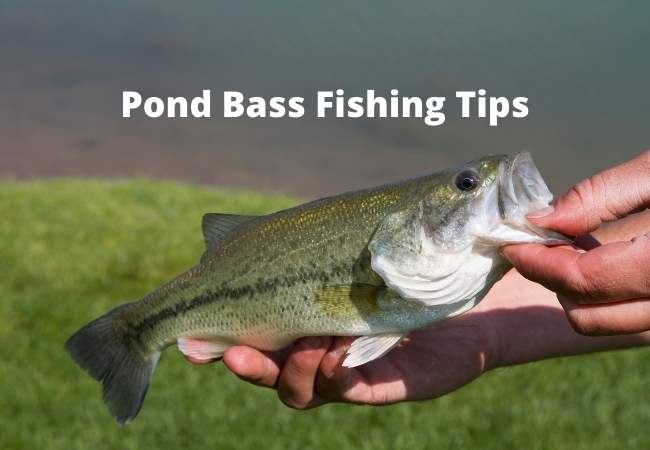 Pond Bass Fishing Tips
