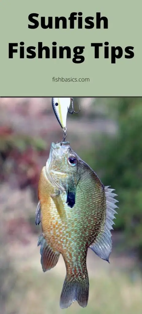 Sunfish Fishing Tips and tricks