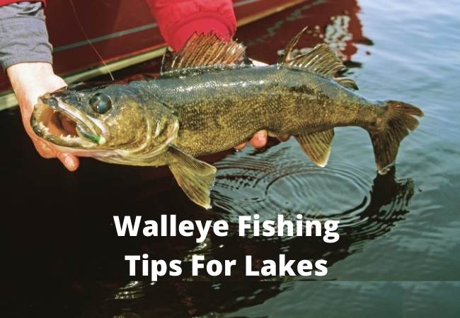 Walleye Fishing Tips For Lakes