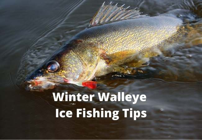 Winter Walleye Ice Fishing Tips