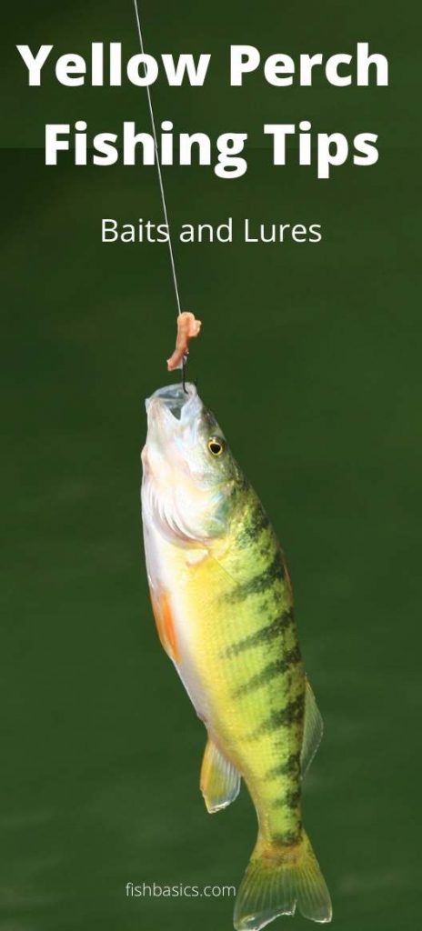Yellow Perch Fishing Tips baits and lures