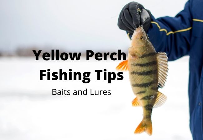 Yellow Perch Fishing Tips, Baits, Lures
