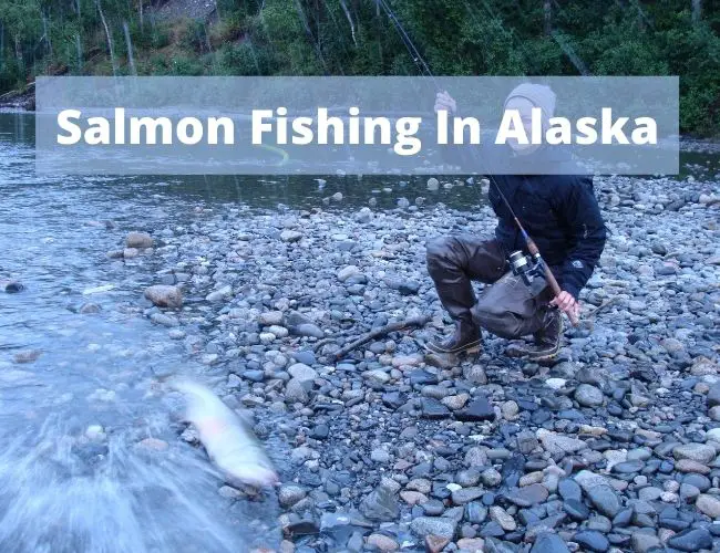 Salmon Fishing In Alaska Guide and Tips