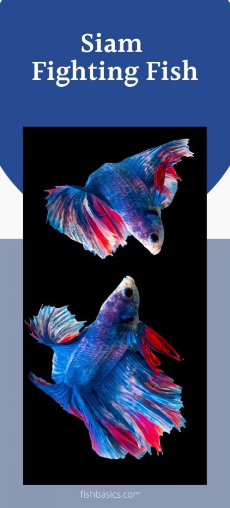 Siam Fighting Fish care guide and tips