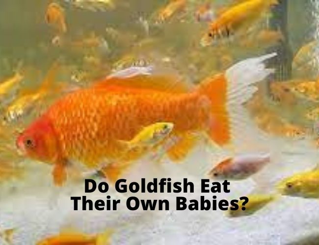 Do Goldfish Eat Their own Babies