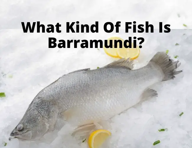What Kind Of Fish Is Barramundi?