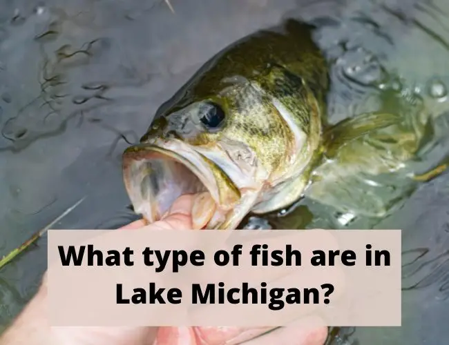 What type of fish are in Lake Michigan?