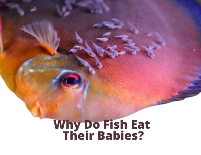 Why Do Fish Eat Their Babies