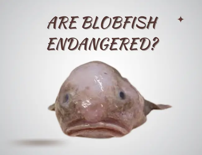 Are Blobfish Endangered?