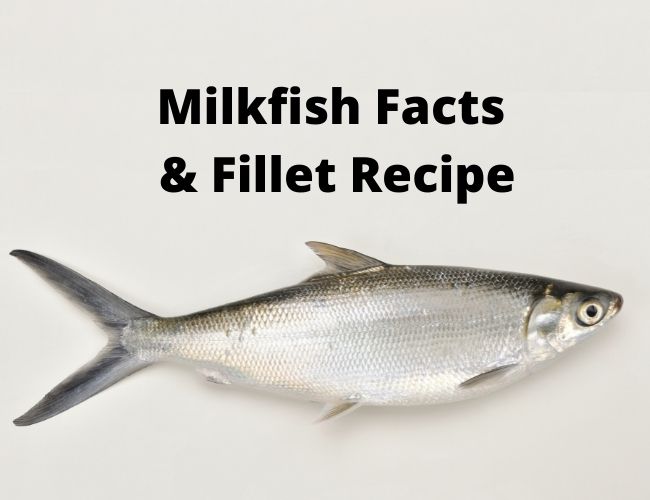 Amazing Milkfish Facts and Fillet Recipe