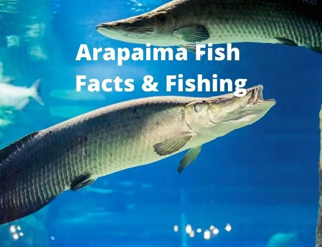 Arapaima Fish Facts and Fishing