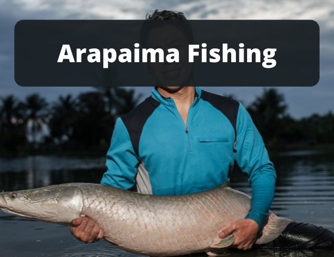 Arapaima Fishing