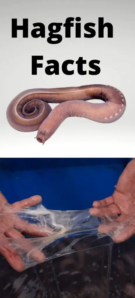Hagfish Facts and slime