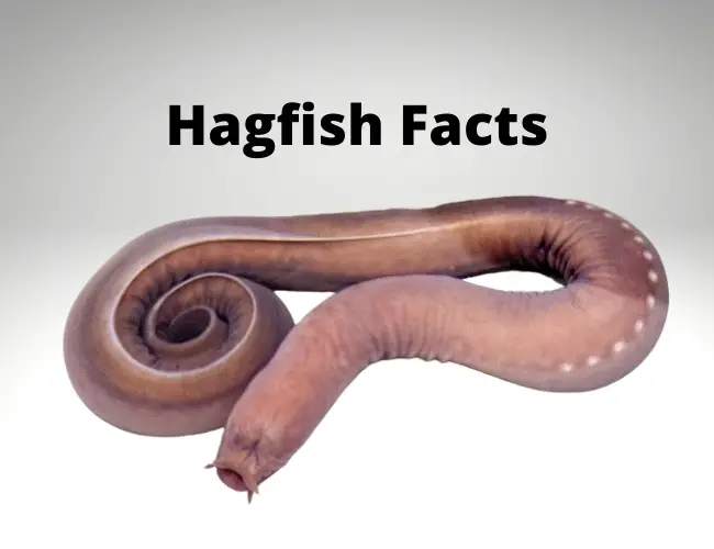 Hagfish Facts