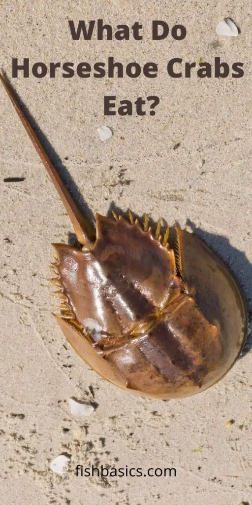 What Do Horseshoe Crabs Eat