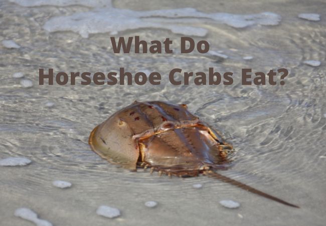 What Do Horseshoe Crabs Eat